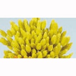 Фалярис в пучку, колір салатовий