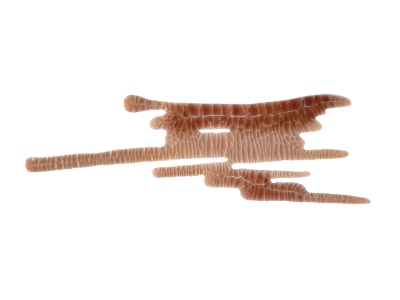 Кракелюрный лак-акцент от ScrapEgo - Капучино, цвет коричневый