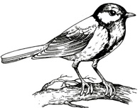 Акриловый штамп Tit Синица, размер 4,8 * 3,8 см