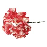 Айстри, червоний/білий, 9 см, букетик, 6шт.