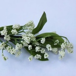 Гілочка, білий колір