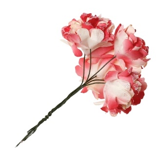 Айстри, червоний/білий, 9 см, букетик, 6шт.