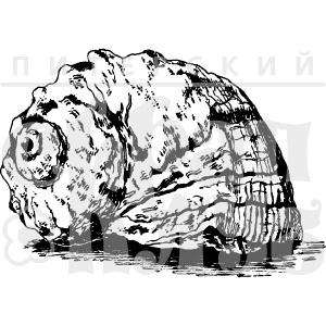 Акриловый штамп "Ракушка маленькая"