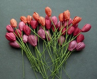 Тюльпан, колір червоний мікс, діаметр - 10мм, 10 шт.