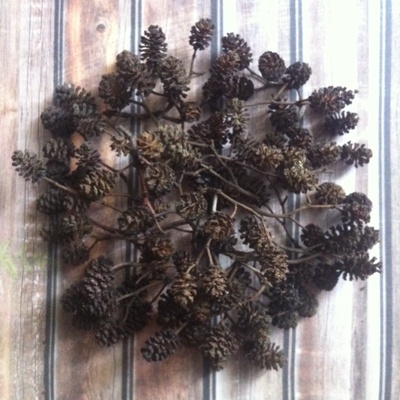 Шишечки вільхи, колір коричневий, близько 100 шт.