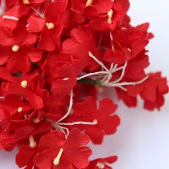 Анютина ока, колір червоний