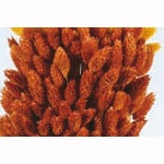 Фалярис в пучку, колір коричневий