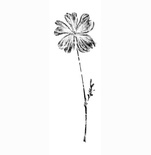 Гумові штампи «Whisper Print Geranium» від Memory Box, 1 шт.