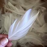 Перья белые, прим. 150 штук