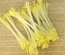 Тайские тычинки с удлиненными светло-желтыми головками, в пучке 46-52 шт.