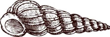 Акриловый штамп Stamp Shell 4 Ракушка, размер 4,4 * 1,5 см