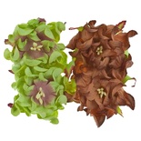 Гардении, набор 4шт., диаметр 5см, коричневые и светло-зеленые