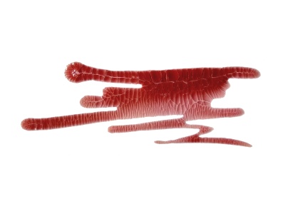 Кракелюрный лак-акцент от ScrapEgo - Терра Инкогнита, цвет бордовый