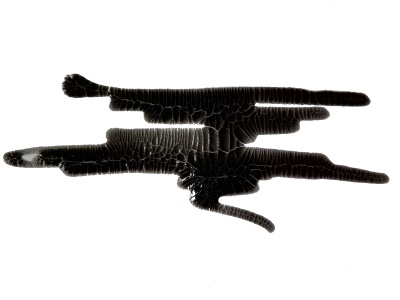 Кракелюрный лак-акцент от ScrapEgo - Вороново крыло, цвет черный