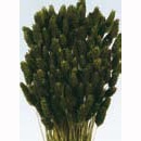 Фалярис в пучку, колір темно-зелений