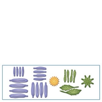 Ножі від Spellbinders - Create an Aster - Астра, набір