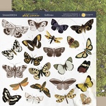 Аркуш двосторонній папір 20x20см Метелики Herbarium Wild summer від Scrapmir