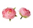 Півонія рожева, 45х45см, 1шт.