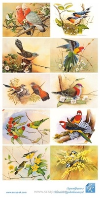 Картинки «Птахи», 15x30 см, 001008