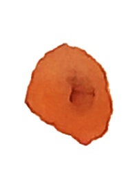 Алкогольные чернила от Scrapego - Олений рог, 20 мл