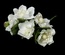 Белые цветочки, диаметр 40 мм, длина 11 см, 6шт.