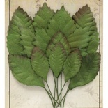 Набор листиков из шелковичной бумаги, микс