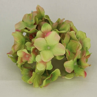Гортензия зелено-розовая соцветие