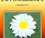 Набір паперу для виготовлення квітів - Ромашка