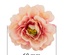 Квітка півонії персикова з рожевим, 1шт., ТМ Фабрика Декору