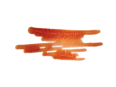 Кракелюрный лак-акцент от ScrapEgo - Фламинго, цвет розовый