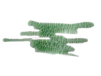 Кракелюрный лак-акцент от ScrapEgo - Мелиса, цвет зеленый