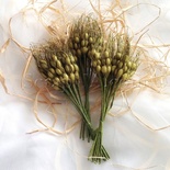 Колоски, цвет зеленый, 1 пучок из 10 штук