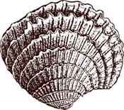 Акриловый штамп Stamp Shell 5 Ракушка, размер 2,2 * 1,9 см