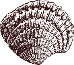 Акриловый штамп Stamp Shell 5 Ракушка, размер 2,2 * 1,9 см