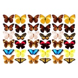 Оверлей - Фабрика Декору - Метелики 3-Д, розмір А4