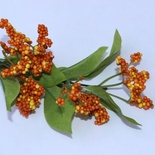 Вітча, помаранчевий колір