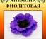 Набір паперу для виготовлення квітів - анемона фіолетова