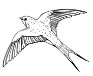 Акриловый штамп Swallow Ласточка, размер 5,2 * 4,3  см