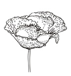 Акриловый штамп FL025 Мак, размер 3,9 * 3,8 см