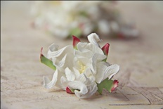 Гардения, диаметр 5 см, цвет белый, 1 шт.