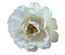 Квітка півонії молочно - біла, 1шт., ТМ Фабрика Декору
