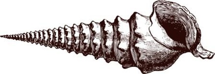 Акриловый штамп Shell 2 Ракушка, размер 5,6 * 1,9 см