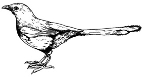 Акриловый штамп Magpie Bird Сорока, размер 5,2 * 2,8 см