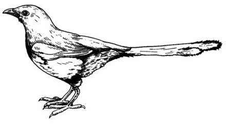 Акриловый штамп Magpie Bird Сорока, размер 5,2 * 2,8 см