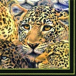 Серветка для декупажу "Леопарди", колір фону: чорний, розмір: 33x33 см