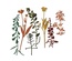 Ножи для вырубки от Sizzix (design by Tim Holtz) - Thinlits - Wildflowers #2, 7 шт