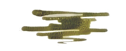 Кракелюрный лак-акцент от ScrapEgo - Сафари, цвет салатовый