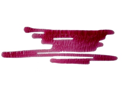 Кракелюрный лак-акцент от ScrapEgo - Манхэттен, цвет фиолетовый