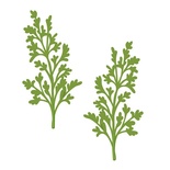 Ніж для вирубки Sue Wilson - Finishing Touches Collection Maidenhair Fern Die