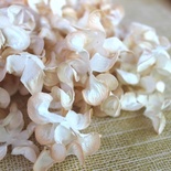 Хвилясті гортензії, колір: бежевий з білим, діаметр 5см, 1 шт.